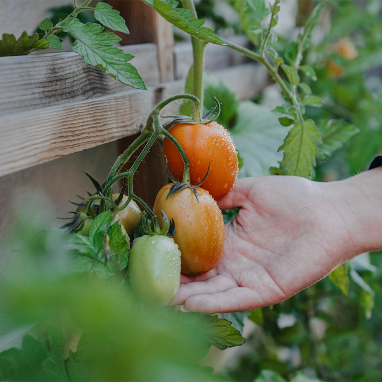 Så väljer du rätt tomatfrön. Läs mer om att odla tomater online på granngården.se
