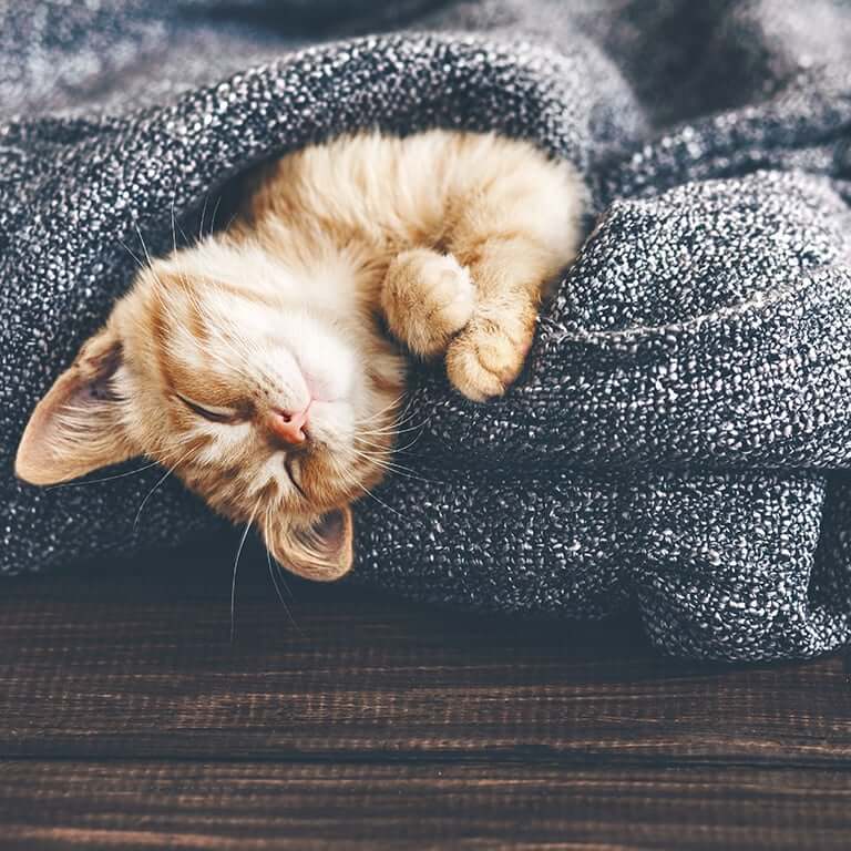 katt som myser i filt