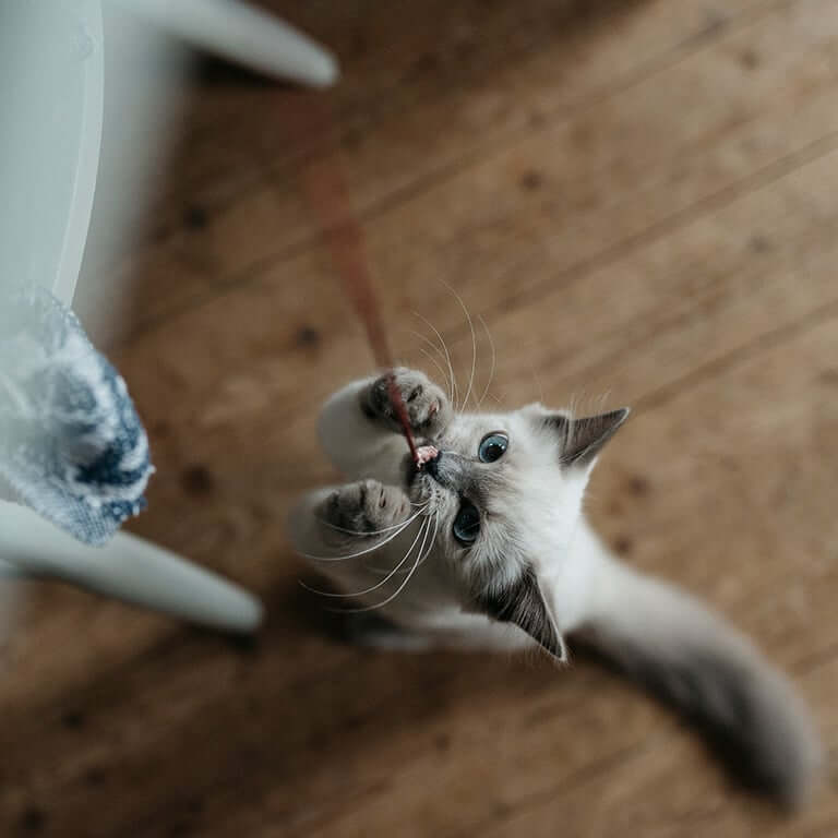 Katt som leker med snöre