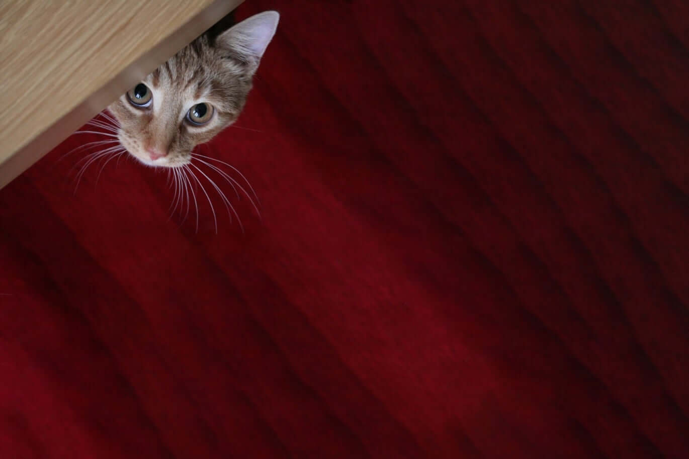 katt som tittar fram underifrån