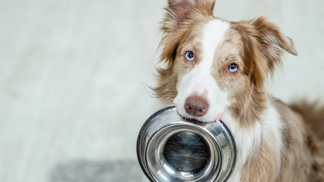 Byta Hundfoder – Tips & Råd 🎬