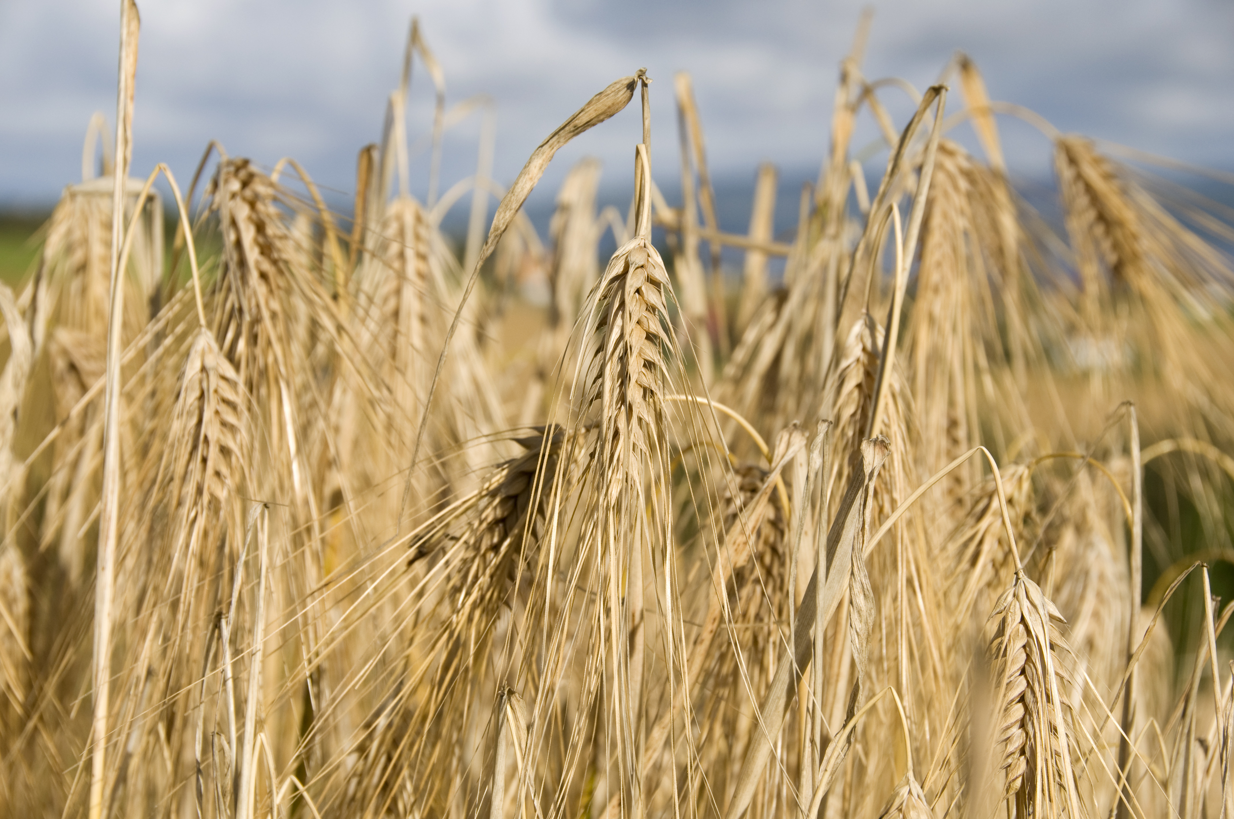 Synpunkter, tips och ideér? Hör gärna av dig till oss! Läs mer på granngården.se