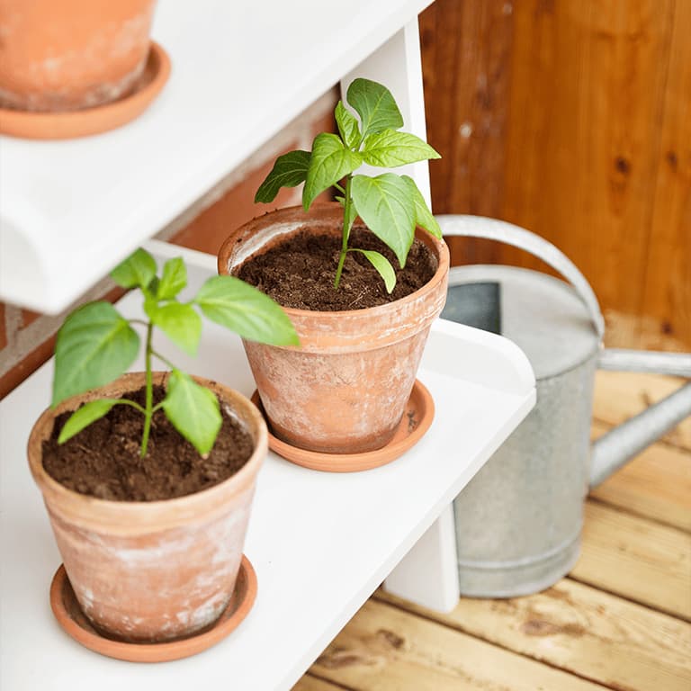 odla i kruka - Byt jord och kruka