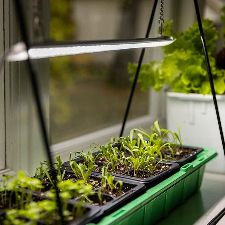 odlingstråg med växtlampa - Förodla varmt och fuktigt