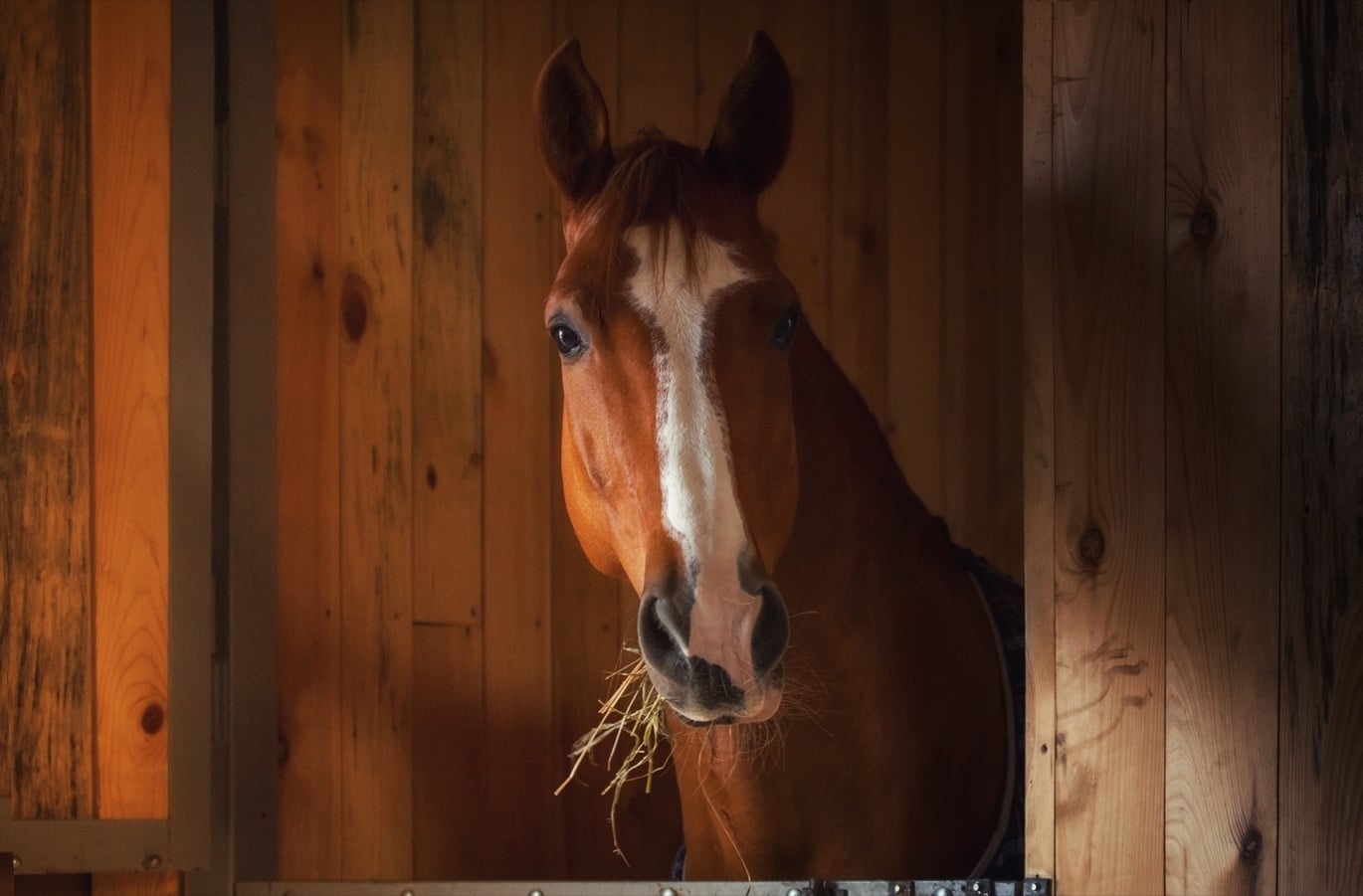 Häst som tittar fram ur stallbox med hö i munnen