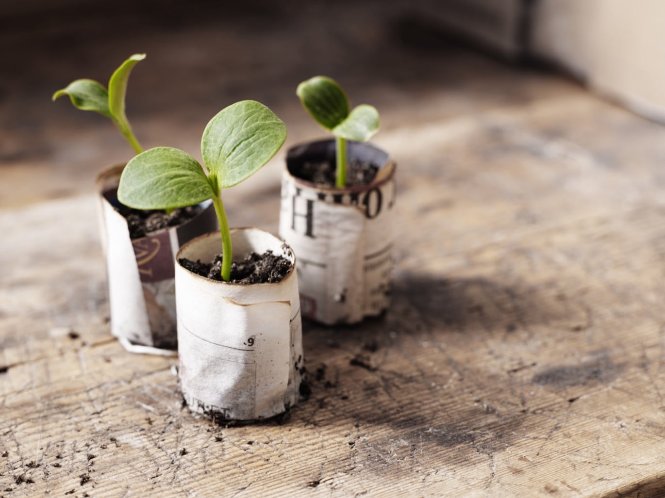 Allt om vinterodling