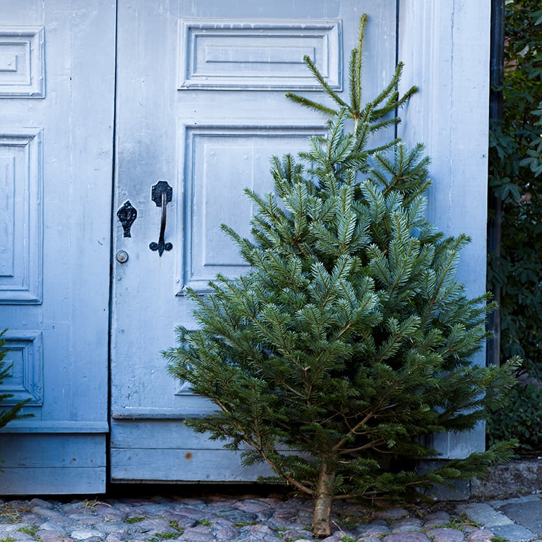 Grön och grann julgran - Så håller du den fin hela julen