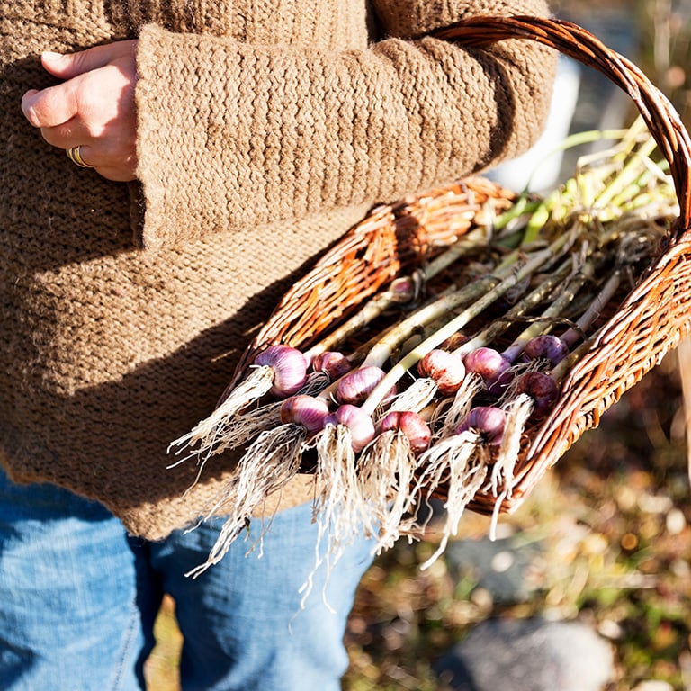 Förvara frostfritt - Så övervintrar du växter