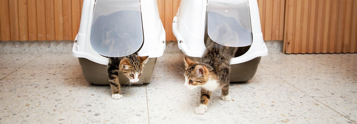 Katter intill kattlåda