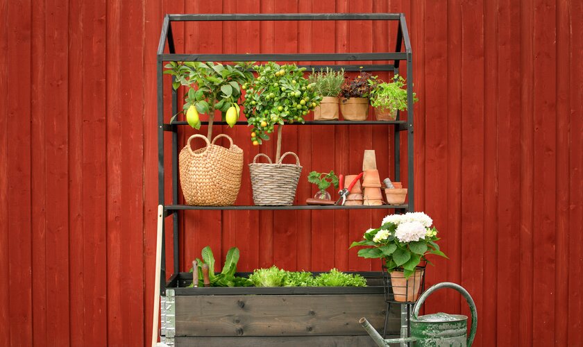 växthylla med odling