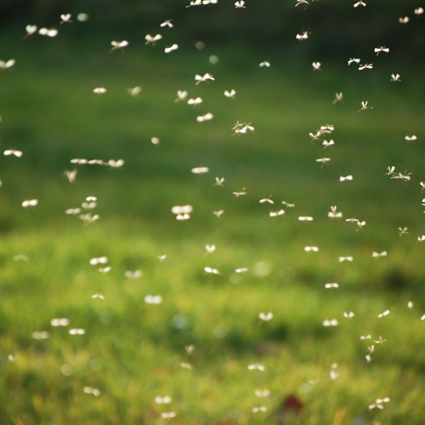 Så skyddar du dig mot myggor! Läs mer online på granngården.se