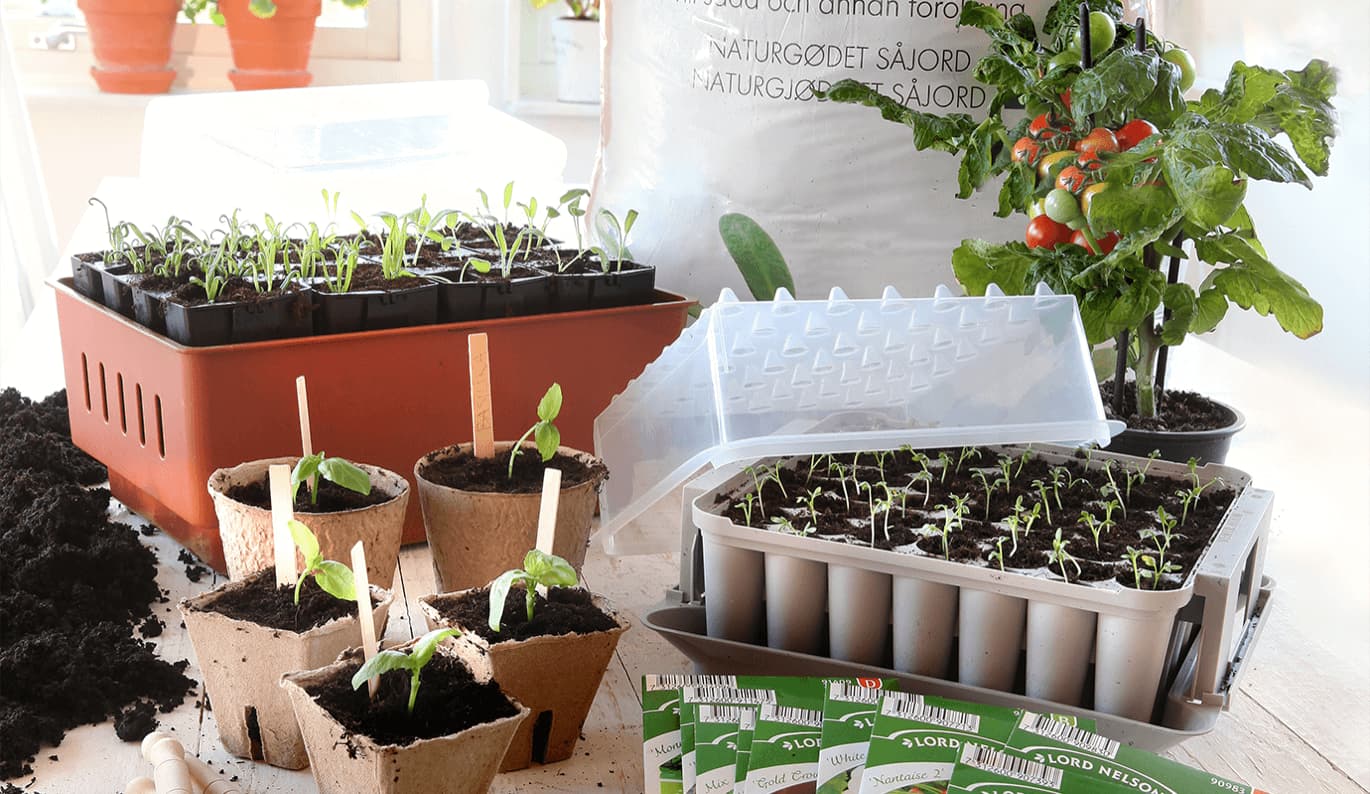 Köp litet växthus och drivhus på Granngården