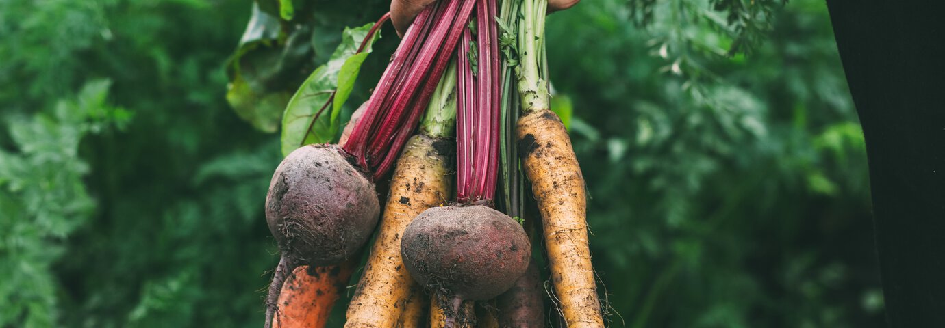 Klase med rotfrukter