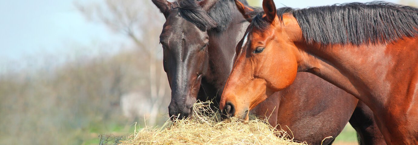 Gör din höanalys och foderstatsberäkning till hästen på granngården.se och lantdjurshjälpen