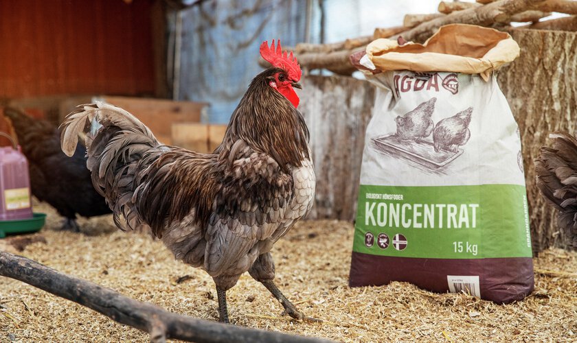 tupp som går i hönsgård framför granngårdens hönsfoder i öppnad säck