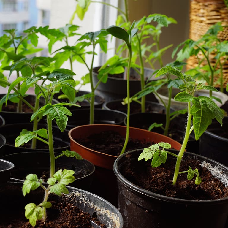 förså tomatfrön i krukor