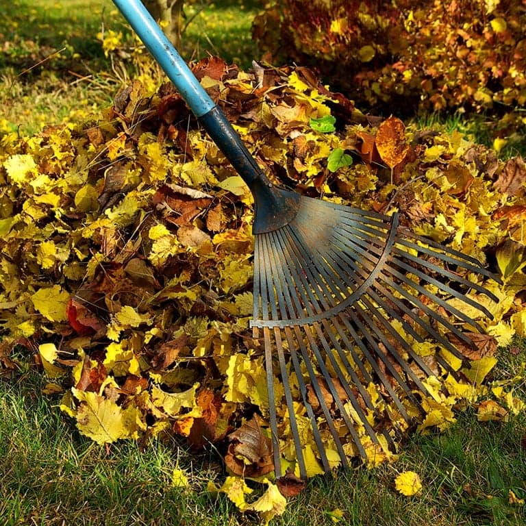 en räfsa över lövhög i gräsmatta