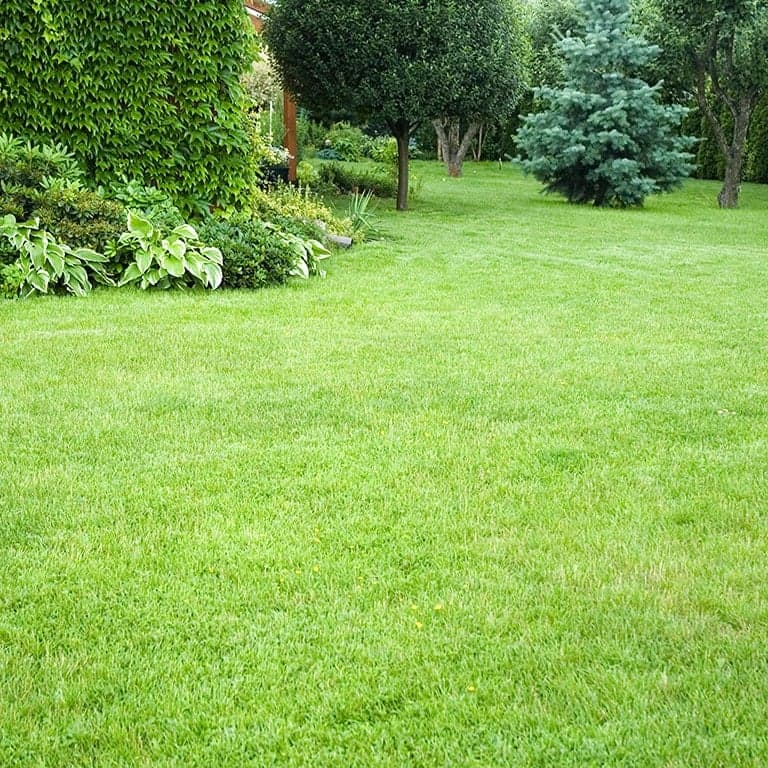 grön gräsmatta med rabatter i bakgrund