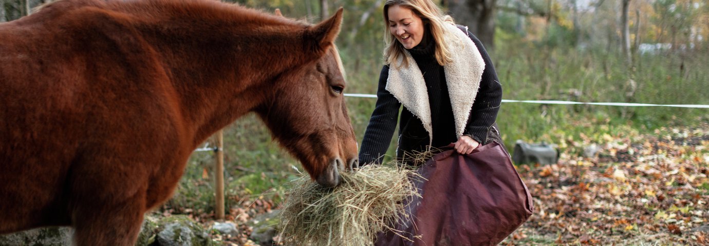 brun häst blir matad med hö av kvinna