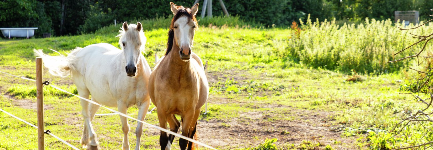 två hästar i en grön hage som mår bra