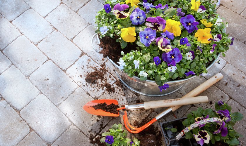 blandade gula och lila penséer i kruka - Fakta om penséer