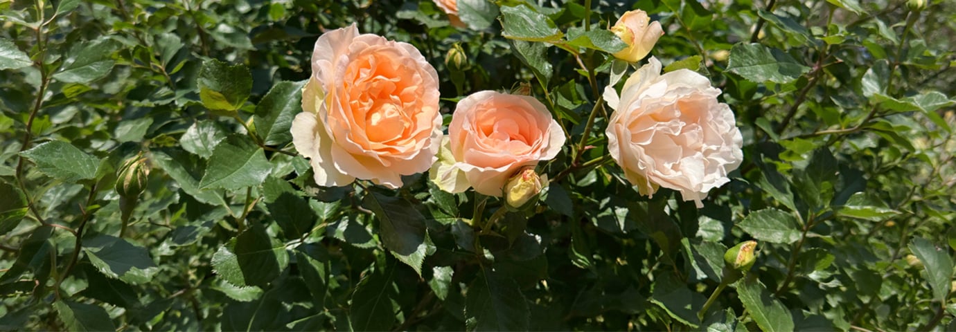Rosa rosor - till artikel om hur du gödslar rosor - när och hur
