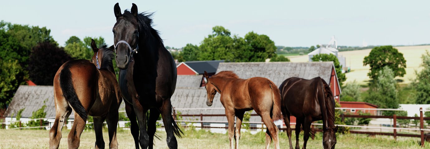hästar på lösdrift i hage