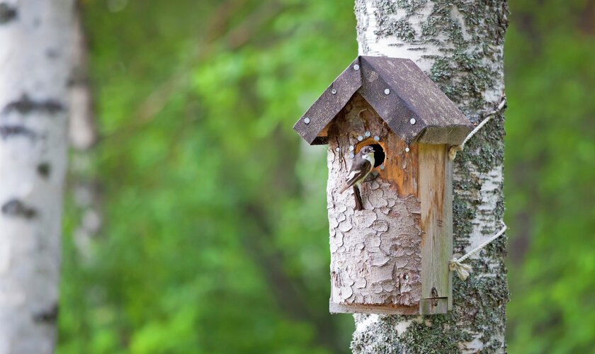 sätta upp fågelholken, läsa våra tips på granngården.se
