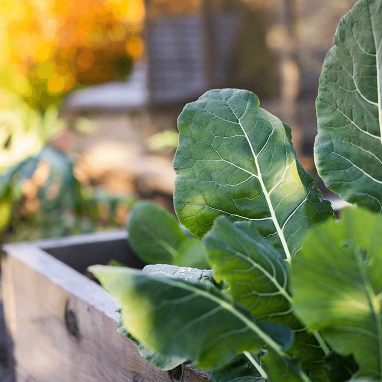 vinterodla i pallkrage