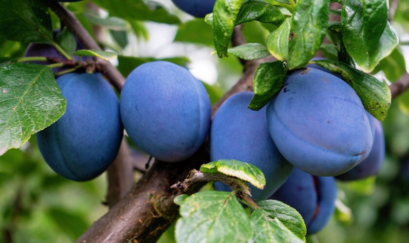 Plommonträd med blå plommon