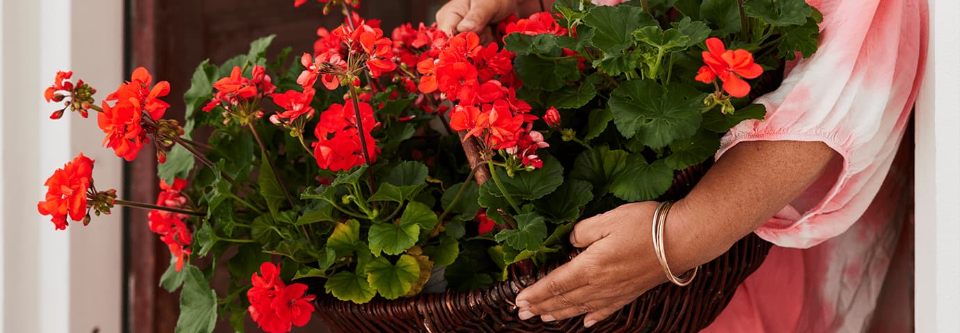 årets pelargon 2023