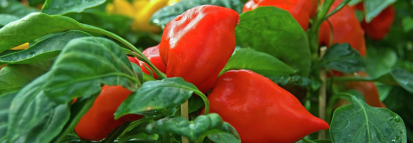 Röd paprikaplanta med frukt