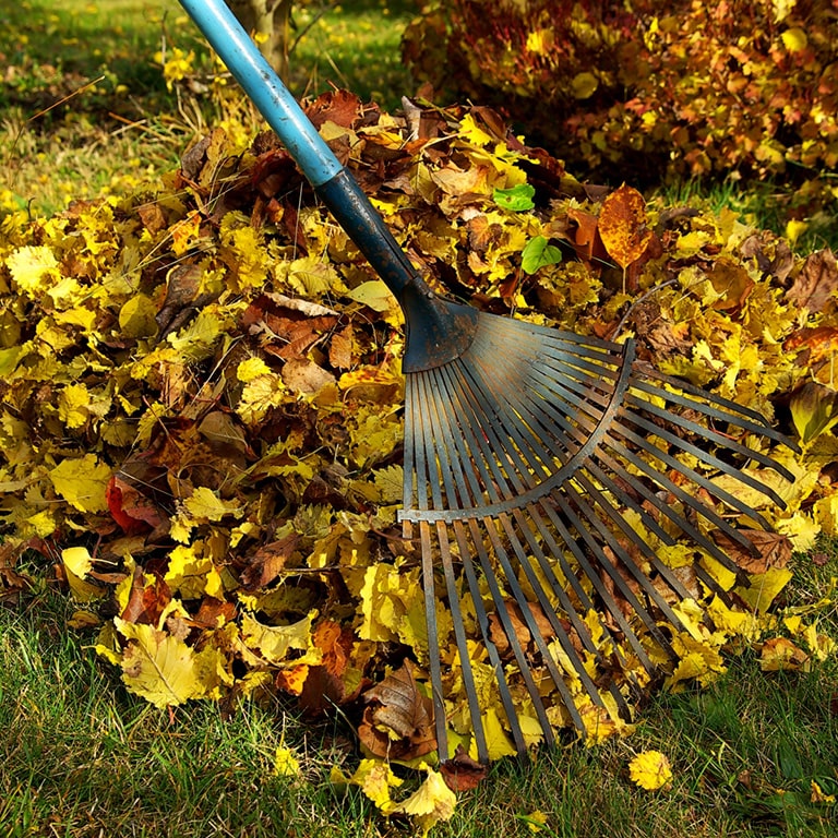 Kratta löv på hösten med Granngården