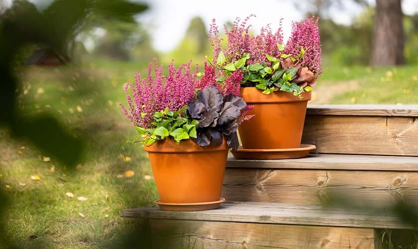 Plantera Ljung i kruka