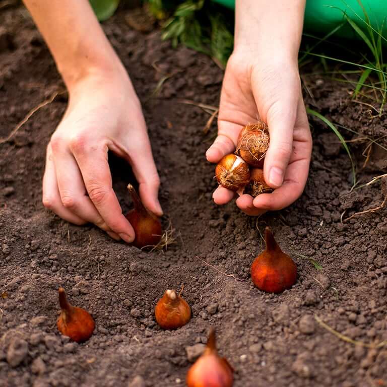 Plantera tulpanlökar i jorden