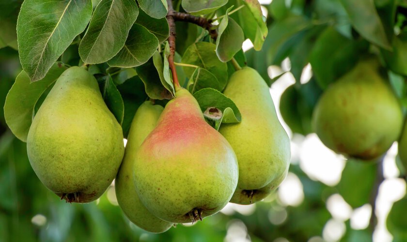 Päronträd med frukt