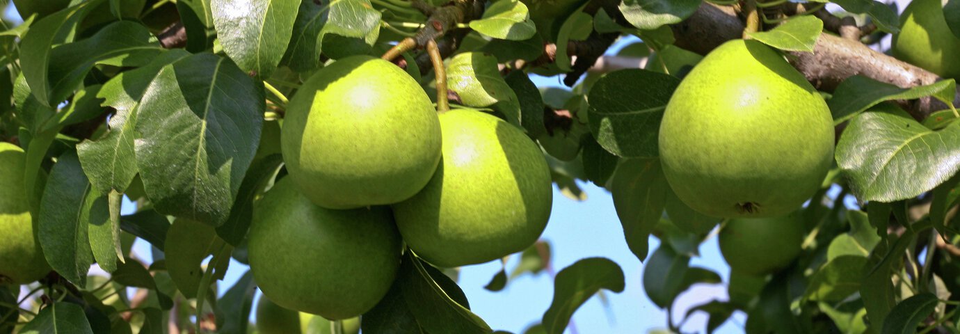 Päronträd med gröna päron