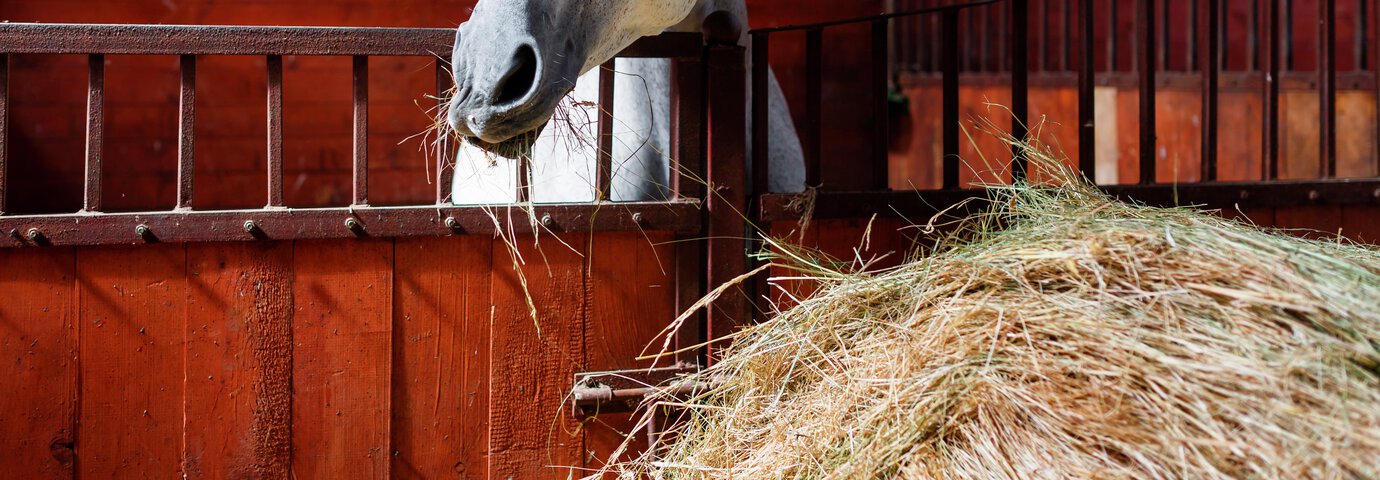 Häst i hästbox med strömedel