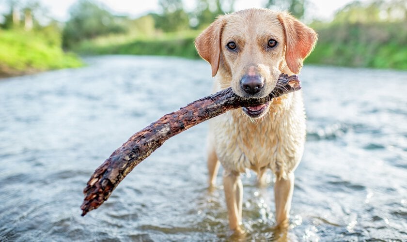 Hund med pinne i vatten