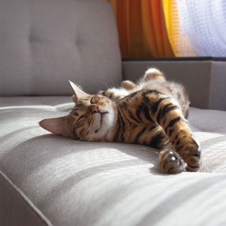 avkopplad katt på soffa