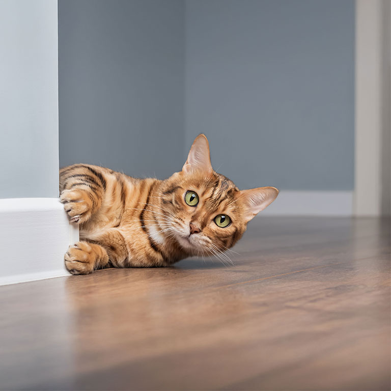 katt tittar nyfiket fram runt hörnet