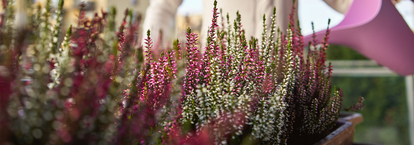 plantering och vattning av ljung