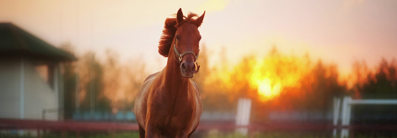 äldre häst springar så manen flyger i solnedgång