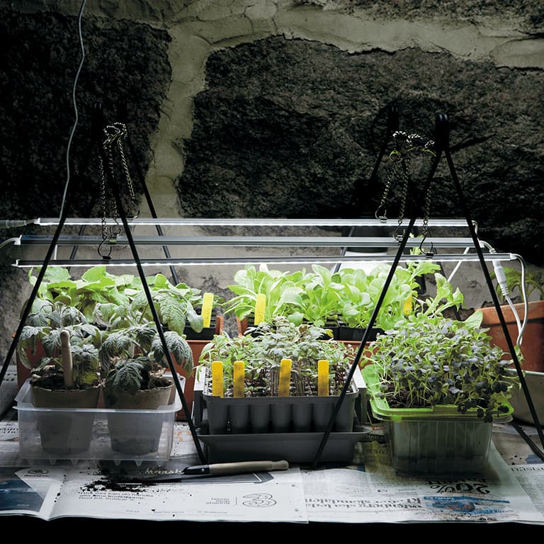 Övervintra med växtbelysning