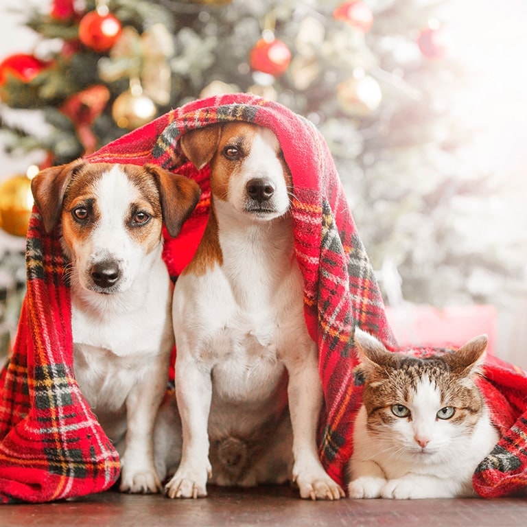 två hundar och en katt under jultider