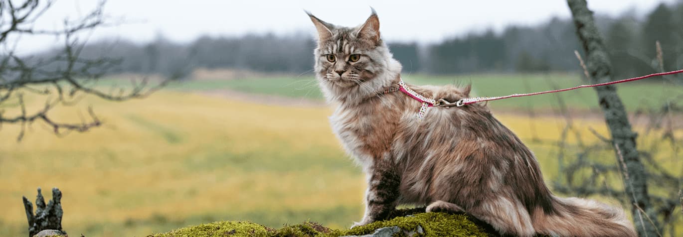 katt utomhus i sele och koppel