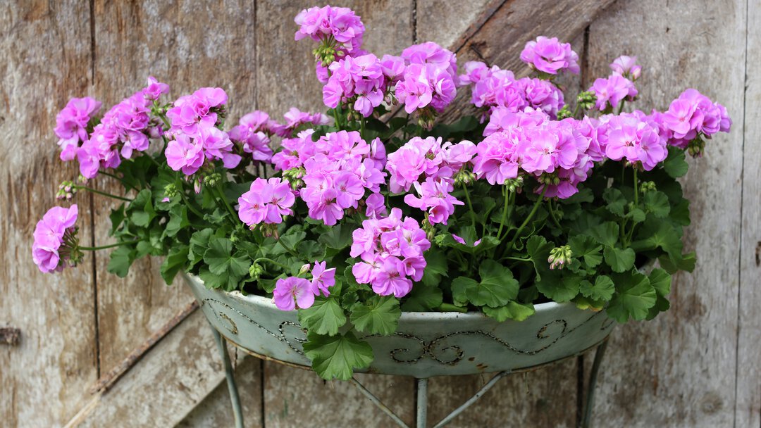 bild på årets Pelargon för 2023 - Lila Lavina