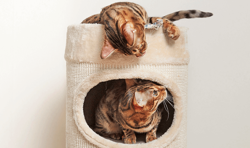 två katter som leker i klösträd med kattgrotta