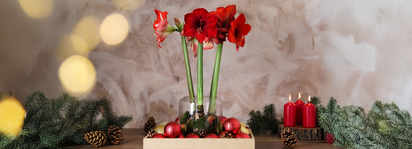 Ta hand om Amaryllis 