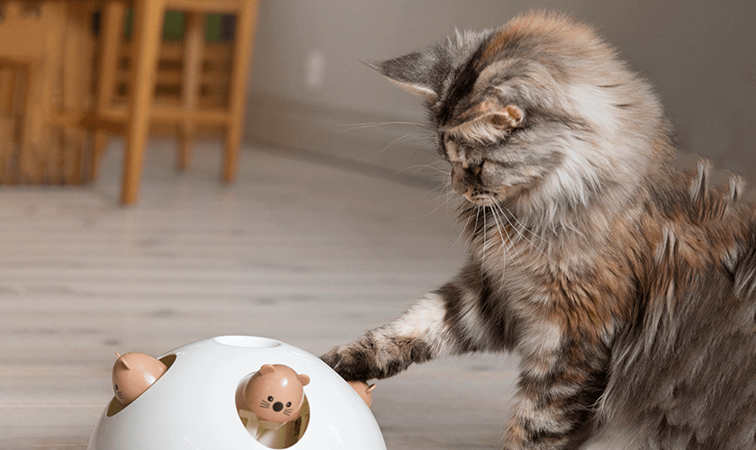 katt med aktiveringsleksak